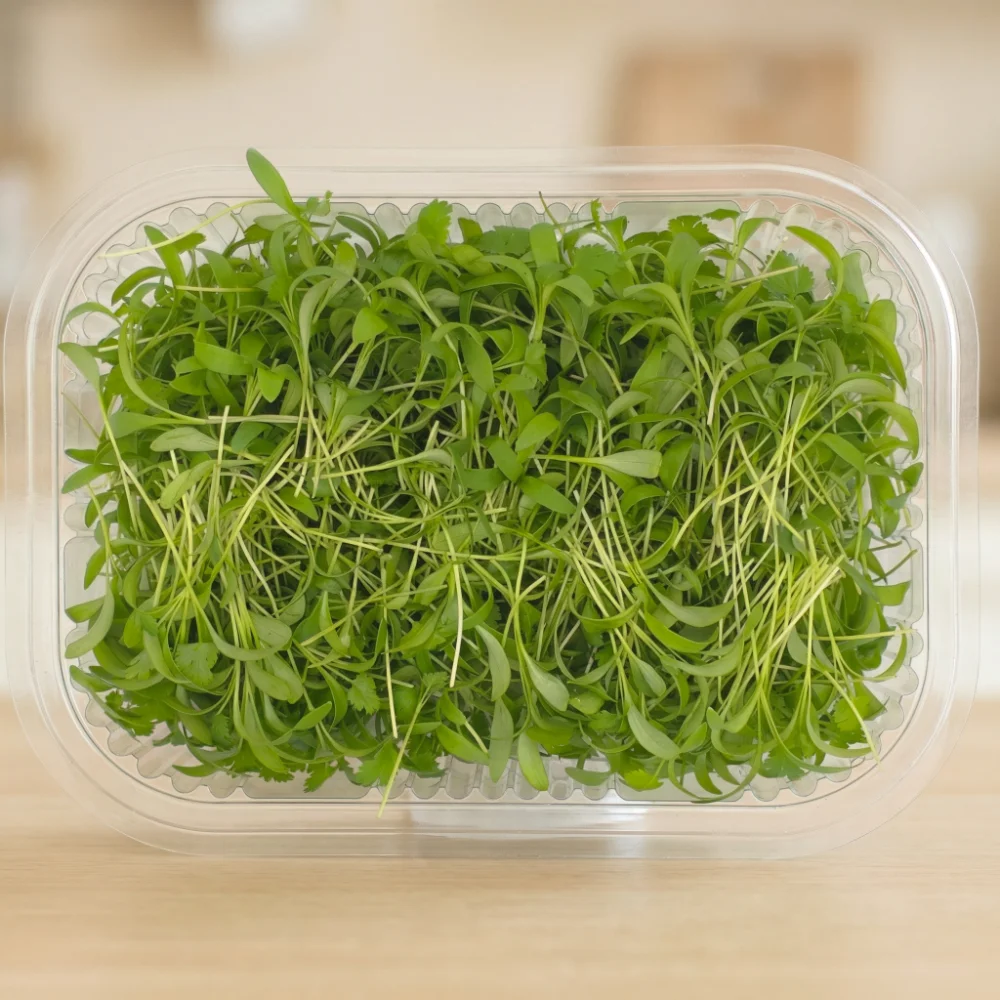 Microgreens Lebanon Coriander pack