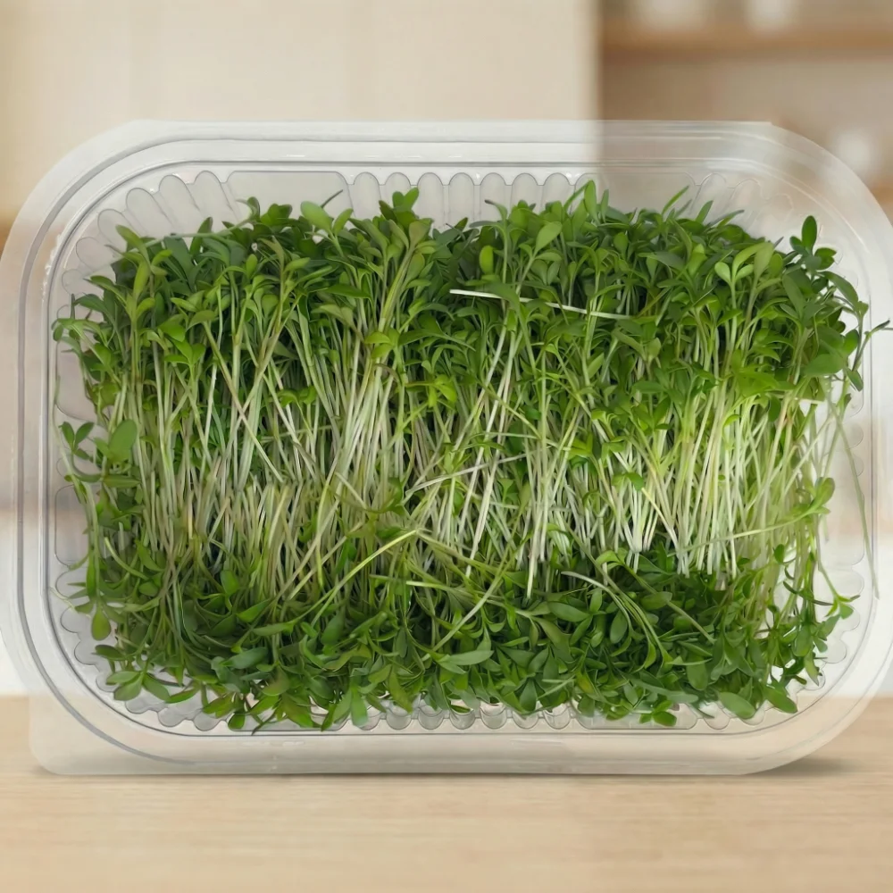 Cress microgreens – fresh, organic, and full of antioxidants