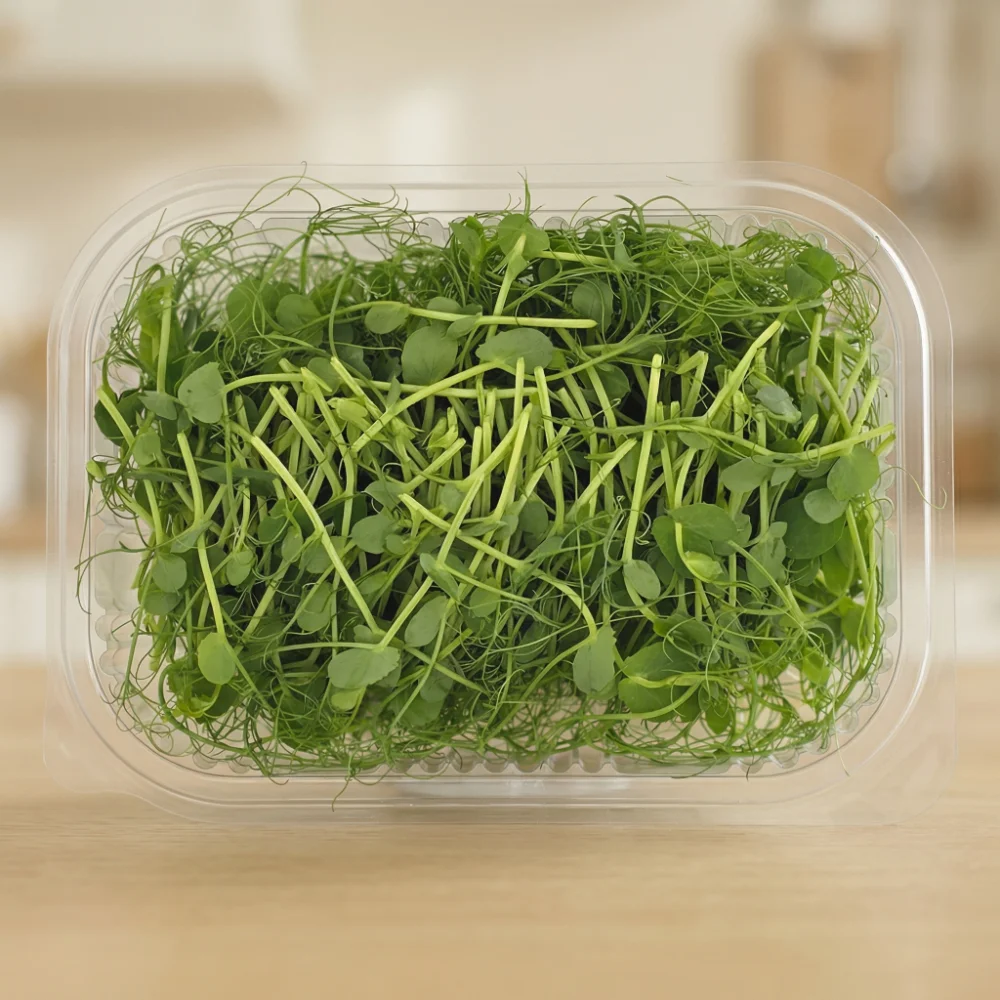 Fresh pea microgreens grown in Lebanon by Vitacrops