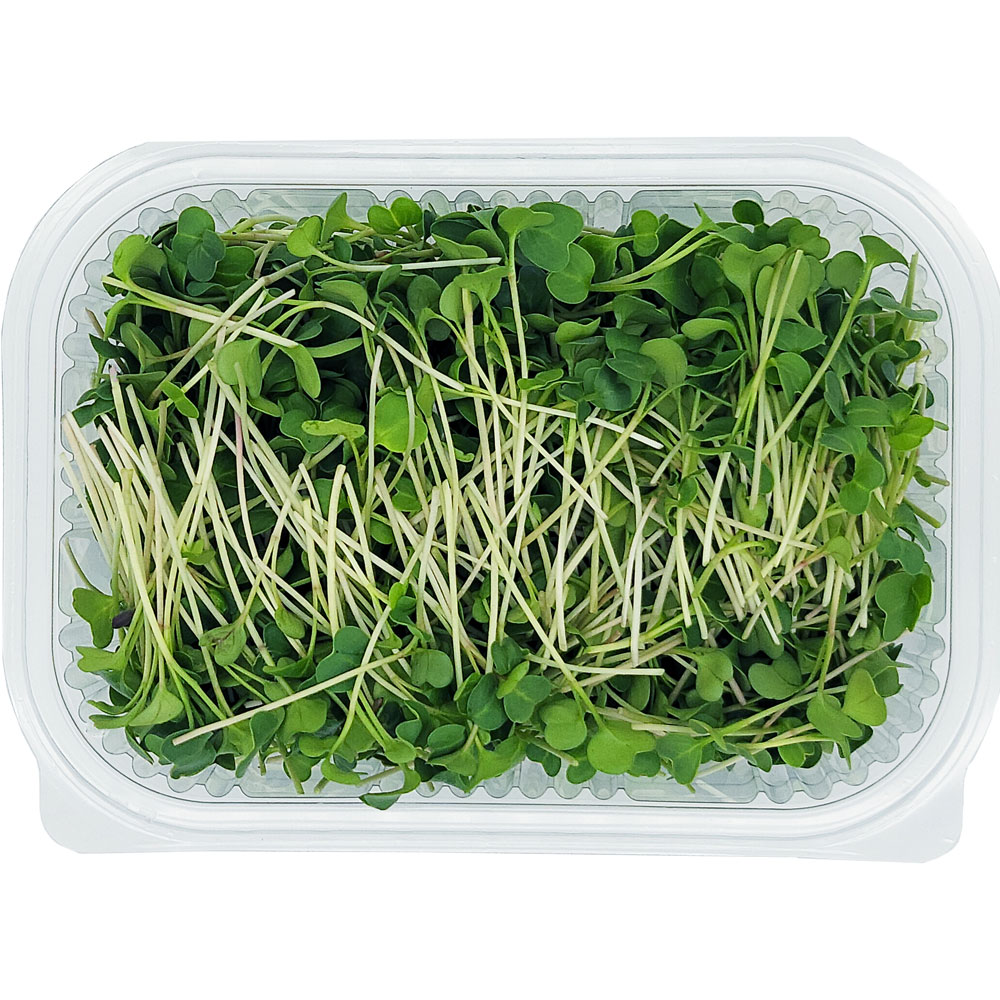 Spicy radish microgreens grown locally in Lebanon by Vitacrops