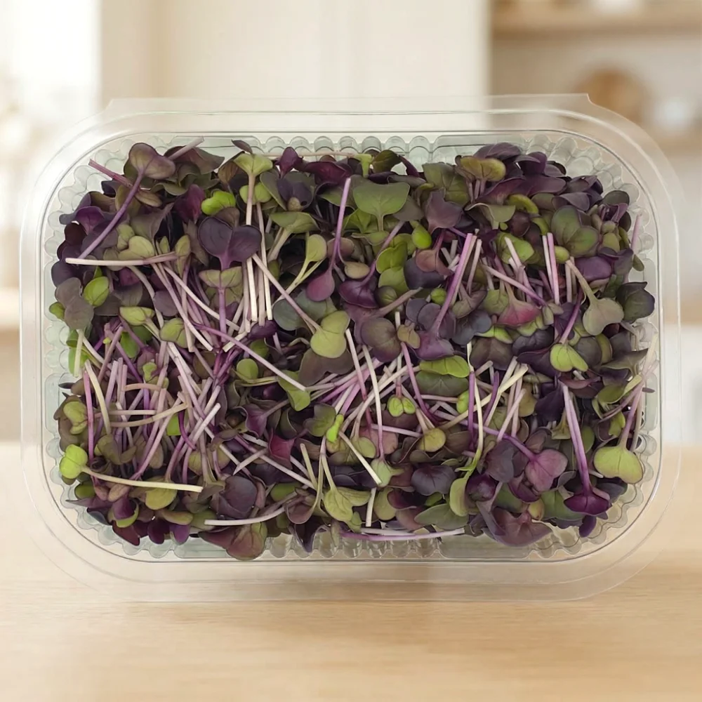 Rambo radish microgreens with deep purple leaves grown in Lebanon