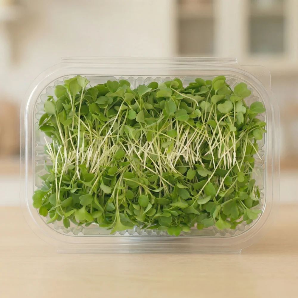 Fresh arugula microgreens grown locally in Lebanon
