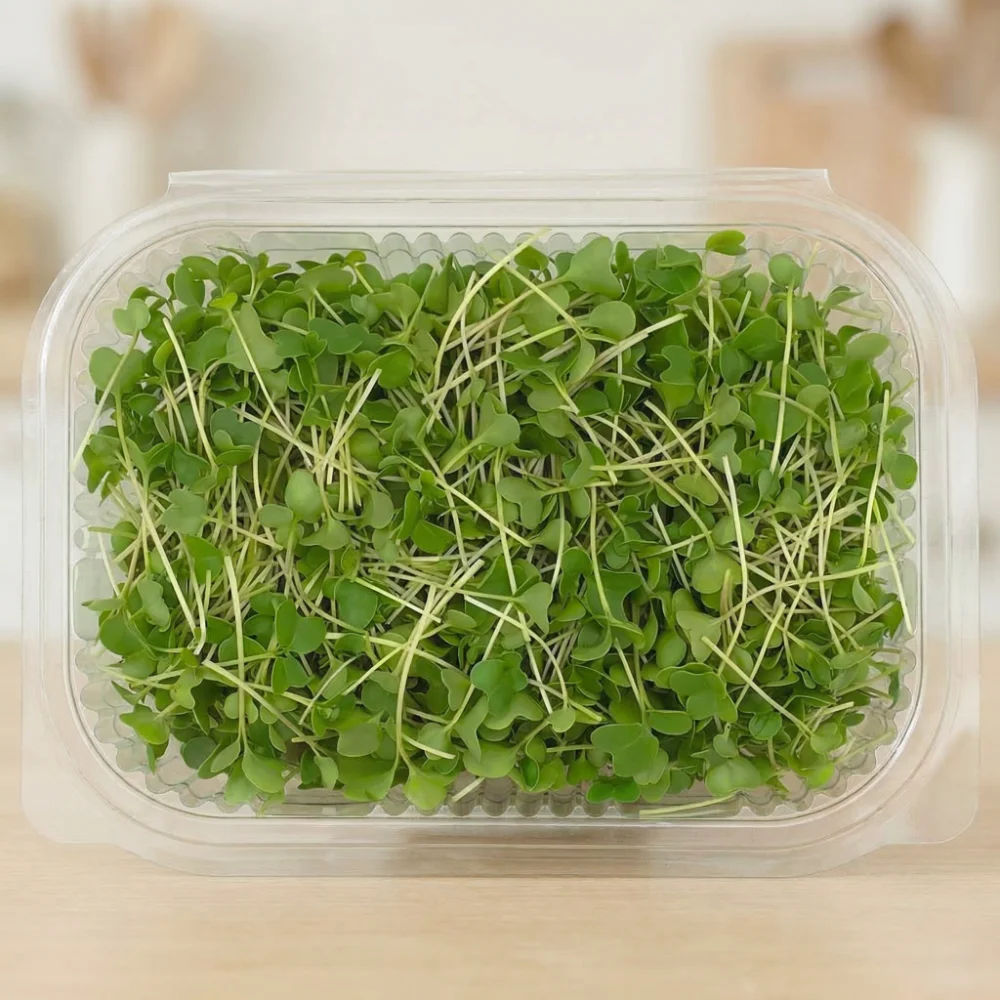 Fresh broccoli microgreens grown locally in Lebanon