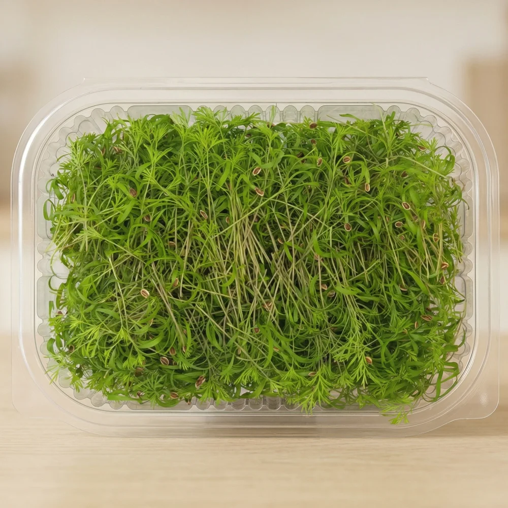 Microgreens Dill pack premium lebanese microgreens