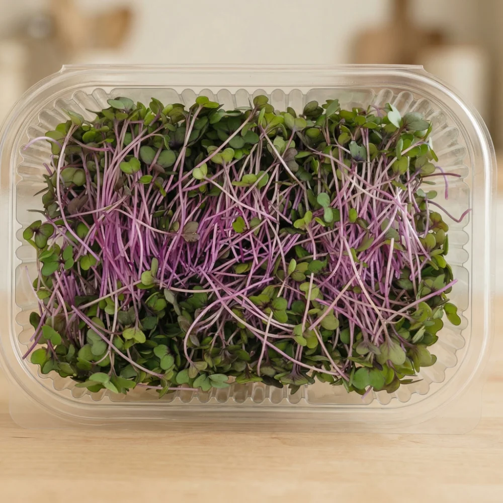 Fresh red cabbage microgreens perfect for salads and gourmet dishes