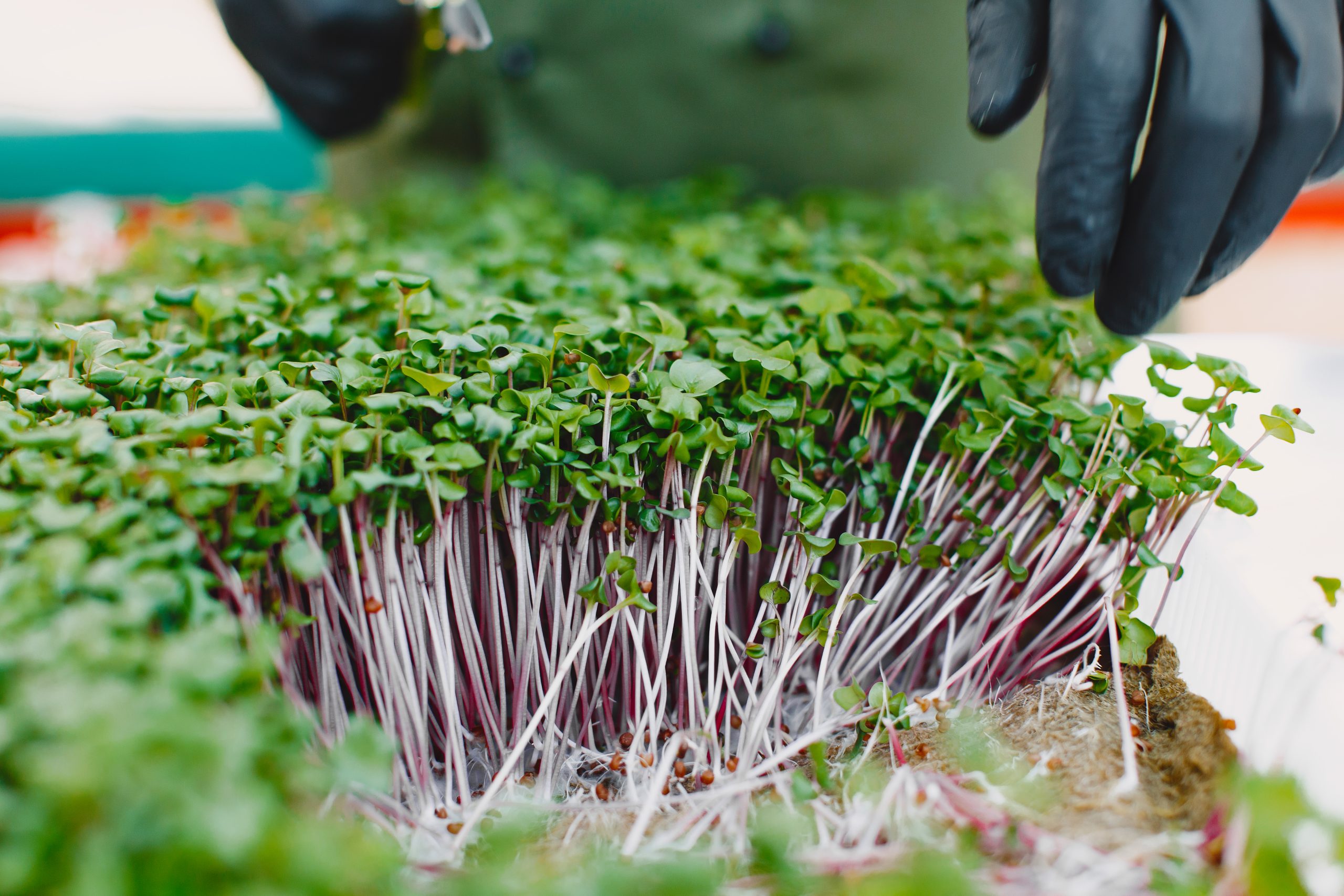 Microgreen Lebanon tray