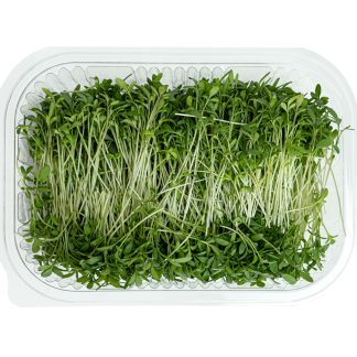 Cress Microgreens