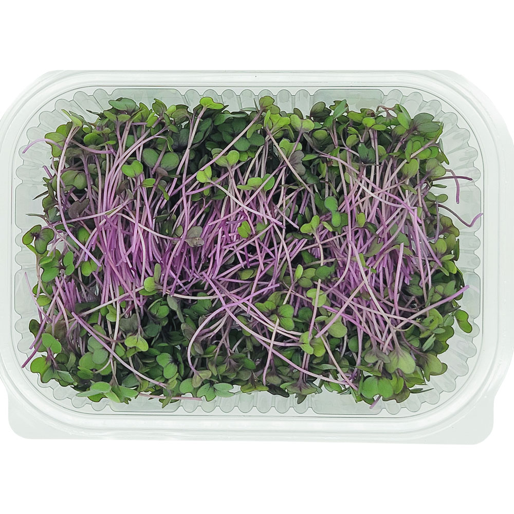 Red Cabbage Microgreens