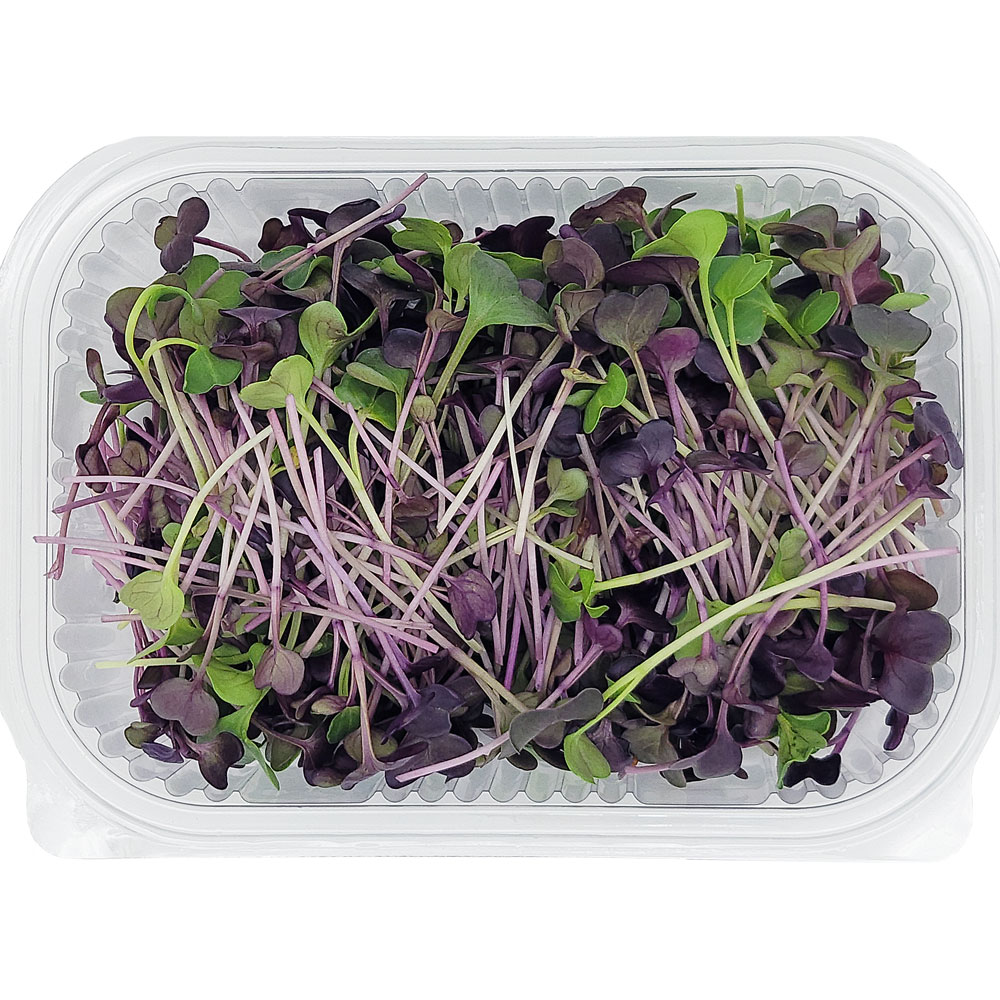 Rambo Radish Microgreens