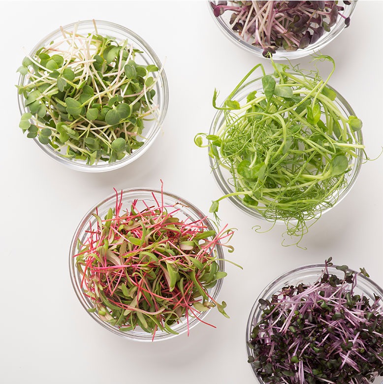 microgreens farm Vitacrops products in small bowl