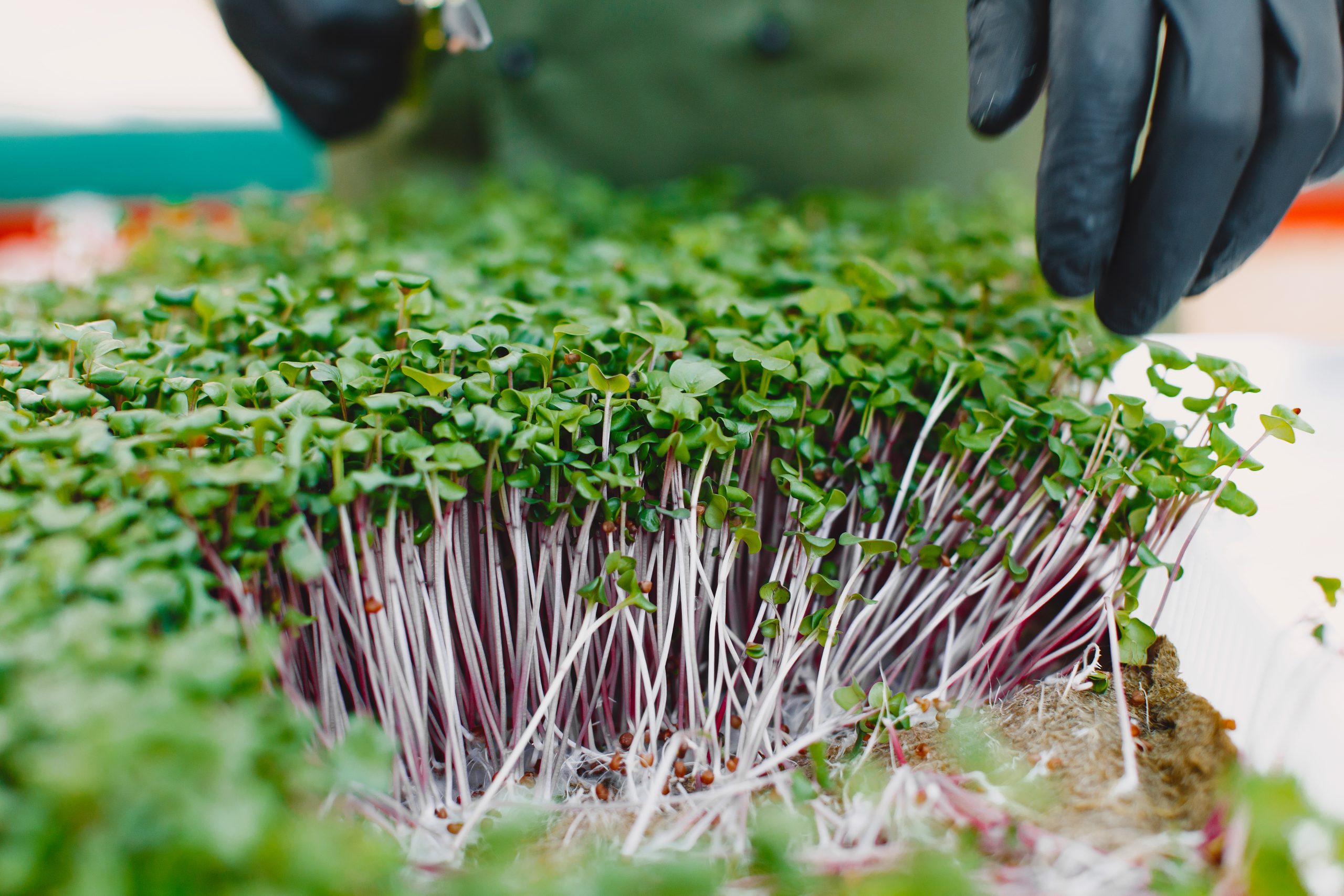 microgreens farm vitacrops harvest