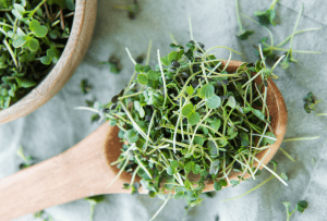 The Microgreens Trend Why Chefs Love Them