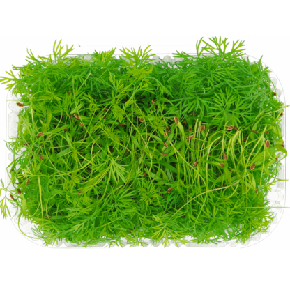 Dill Microgreens